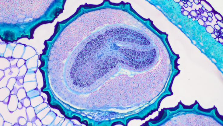 Light microscope photo of a section of a seed of Petunia axillaris Light microscope photo of a section of a seed of Petunia axillaris
