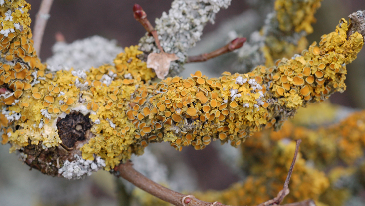 One of the most common native lichens, Xanthoria parietina, with apothecia Photo of one of the most common native lichens, Xanthoria parietina, with apothecia