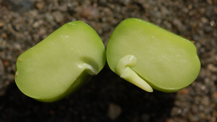 Embryo of a pea (Pisum sativum), one cotyledon removed Photo of the embryo of a pea (Pisum sativum), one cotyledon removed
