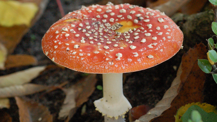 Fruiting body of the fly agaric (Amanita muscaria, Basidiomycetes) Photo of the fruiting body of the fly agaric (Amanita muscaria, Basidiomycetes)