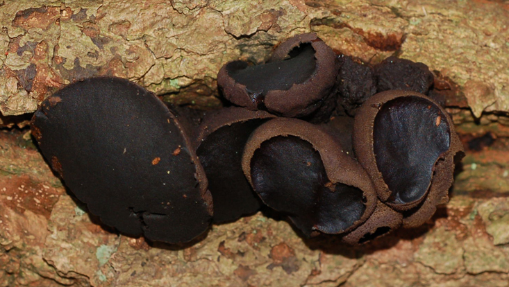 Fruiting bodies (apothecia) of the Black Bulgar (Bulgaria inquinans, Ascomycetes) Photo of fruiting bodies (apothecia) of the Black Bulgar (Bulgaria inquinans, Ascomycetes)