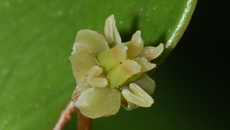 Flower of Amborella trichopoda, sister group of all other angiosperms Photo of a flower of Amborella trichopoda, sister group of all other angiosperms