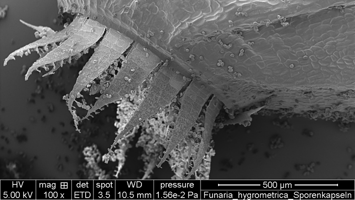 Scanning electron microscope photo of the peristome of Funaria hygrometrica Scanning electron microscope photo of the peristome of Funaria hygrometrica