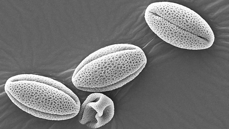Scanning electron microscope photo of Streptocarpus pollen grains Scanning electron microscope photo of Streptocarpus pollen grains