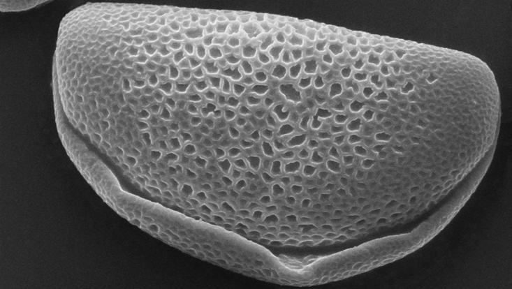 Scanning electron microscope photo of a pollen grain of Clivia Scanning electron microscope photo of a pollen grain of Clivia