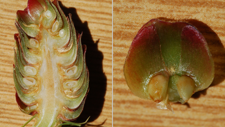 Immature cone of Larix decidua: longitudinal section (left); seed scale with two developing seeds (right) Photos of an immature cone of Larix decidua: longitudinal section (left); seed scale with two developing seeds (right)