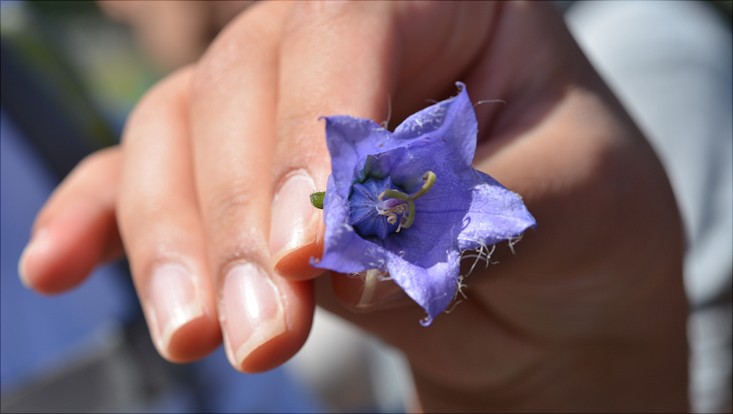 lehre-alpen-camp-barb-733x414 Campanula barbata - Behaarte Glockenblume