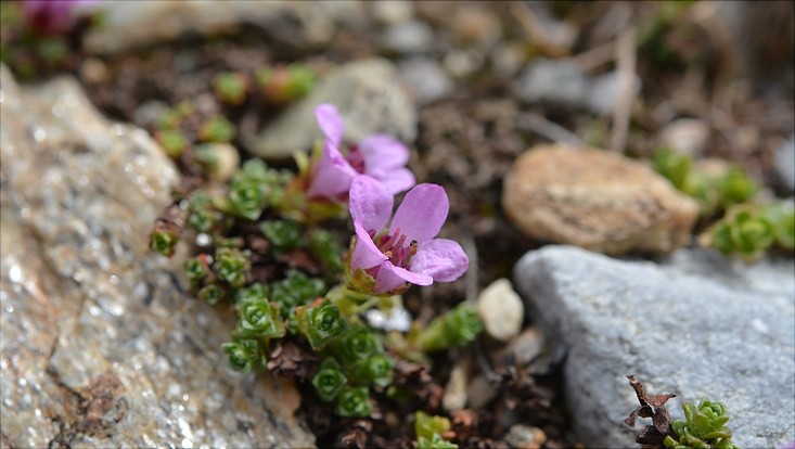 lehre-alpen-sax-opp-733x414 Saxifraga oppositifolia - Gegenblättriger Steinbrech