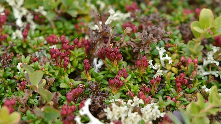 lehre-alpen-kalmia-procumbens-733x414 Kalmia procumbens - Gämsheide