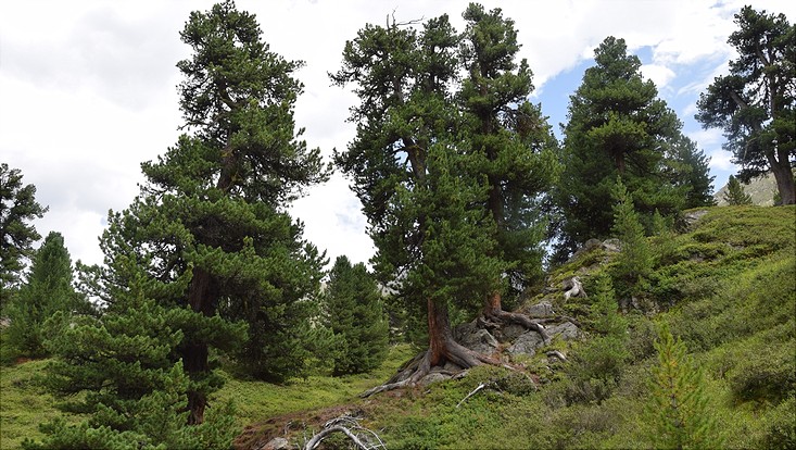 lehre-alpen-zirben-733x414 Pinus cembra - Zirbelkiefern