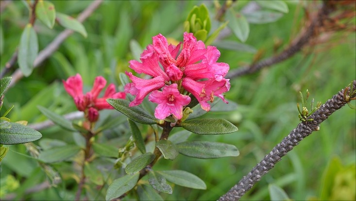 lehre-alpen-rhodo-ferr-733x414 Rhododendron ferrugineum - Rostrote Alpenrose