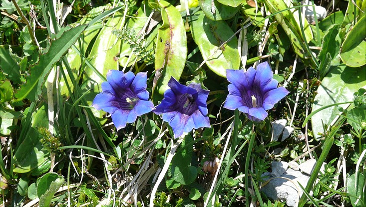 lehre-alpen-gentiana-clusii-733x414 Gentiana clusii - Clusius Enzian