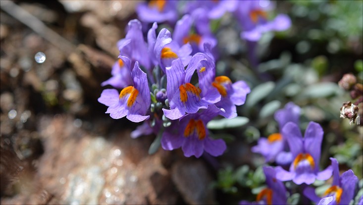 lehre-alpen-lin-alp-733x414 Linaria alpina - Alpen-Leinkraut