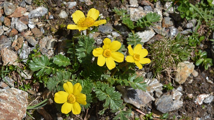lehre-alpen-geum-reptans-733x414 Geum reptans - Kriech-Nelkenwurz