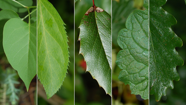 Leaf margins: entire, serrate, aculeate-dentate, crenate, sinuate Photos of leaf margins, from left to right: entire (Syringa vulgaris); serrate (Forsythia intermedia); aculeate-dentate (Mahonia aquifolium); crenate (Glechoma hederacea); sinuate (Quercus petraea)