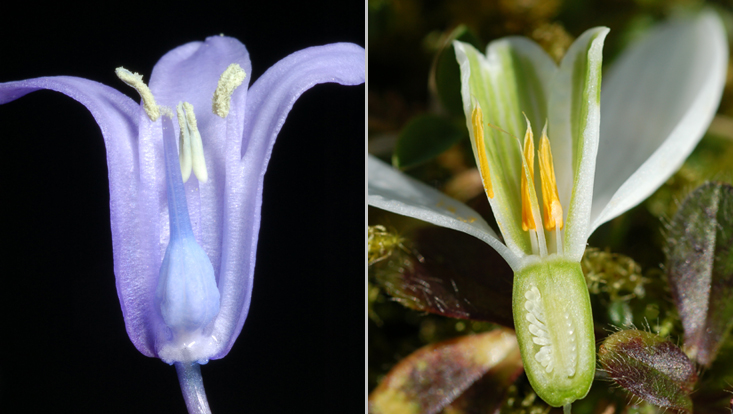 Gynoecium positions: superior (Hyacinthoides non-scripta, left); inferior (Galanthus nivalis, right) Photos of different gynoecium positions: superior (Hyacinthoides non-scripta, left); inferior (Galanthus nivalis, right)