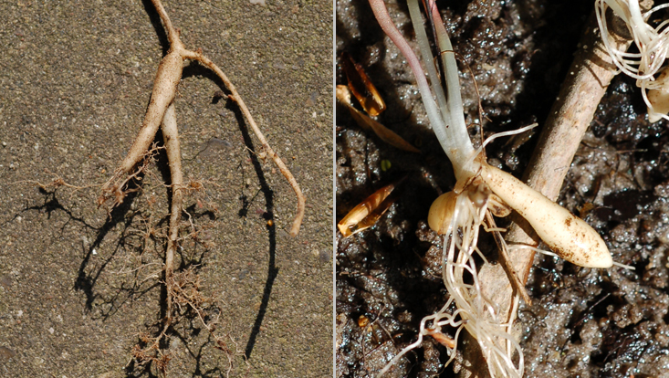 Storage roots (Campanula rapunculoides, left) and root tubers (Ficaria verna, right) Photos of storage roots (Campanula rapunculoides, left) and root tubers (Ficaria verna, right)