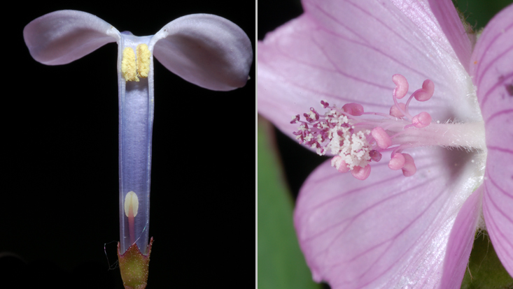 Fusion of filaments: with the corolla tube (Syringa vulgaris, left); with each other (Malva moschata, right) Photos of fusion of filaments: with the corolla tube (Syringa vulgaris, left); with each other (Malva moschata, right)