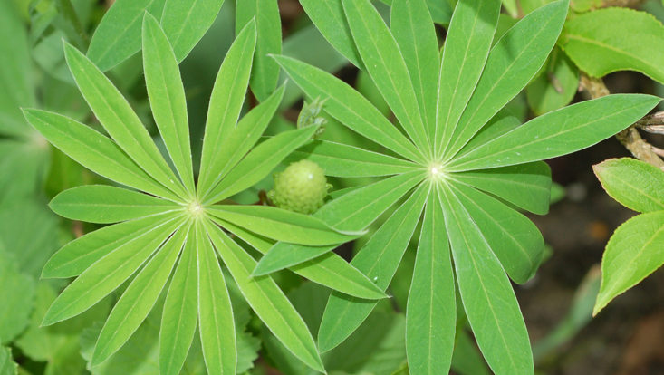 Palmate leaves of Lupinus polyphyllus Photo of palmate leaves of Lupinus polyphyllus