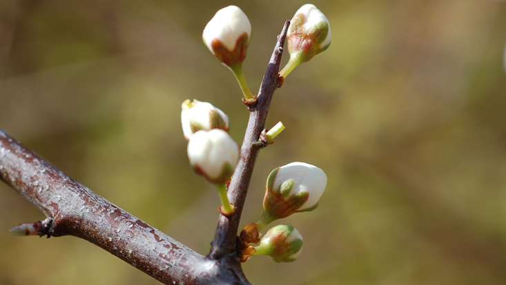 Spine of Prunus spinosa bearing flower buds Photo of a spine of Prunus spinosa bearing flower buds