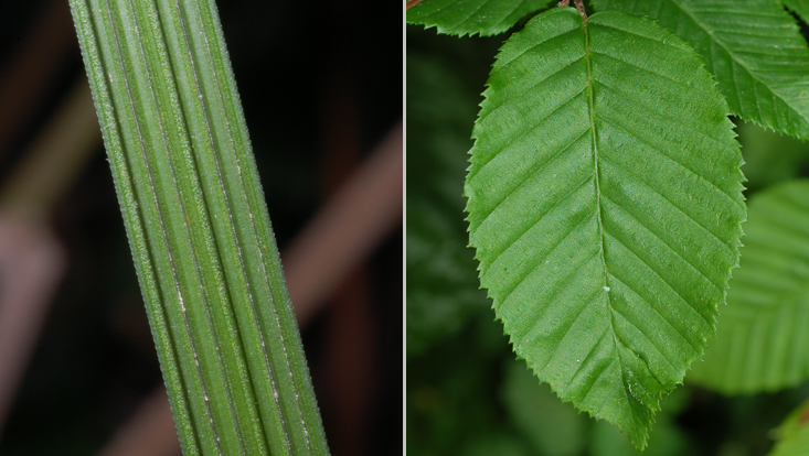 Basic types of leaf venation: parallel in Deschampsia caespitosa (left); pinnate in Carpinus betulus (right) Photo of the basic types of leaf venation: parallel in Deschampsia caespitosa (left); pinnate in Carpinus betulus (right)