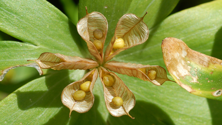 Follicular fruit in Eranthis hyemalis Photo of a follicular fruit in Eranthis hyemalis
