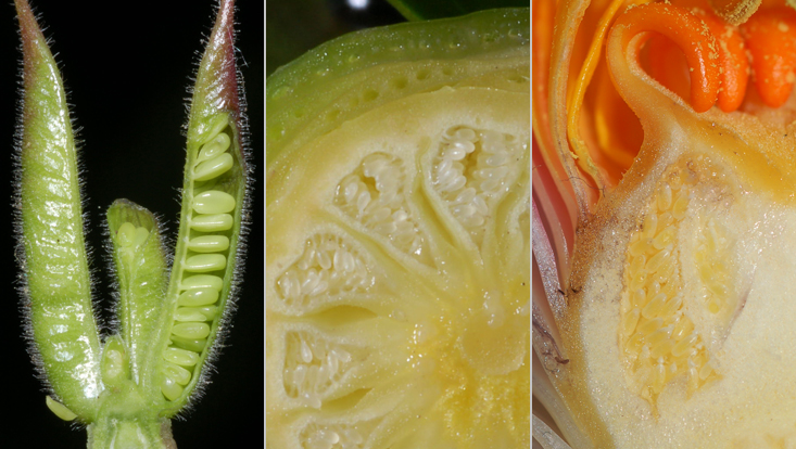 Placentation types in choricarpous gynoecia: submarginal (left) and laminal (center and right) Photos of different placentation types in choricarpous gynoecia: submarginal (Aquilegia vulgaris, left) and laminal (Nymphaea) in cross section (center) and longitudinal section (right)