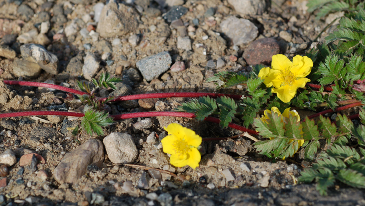 Stolon of Potentilla anserina Photo of a stolon of Potentilla anserina