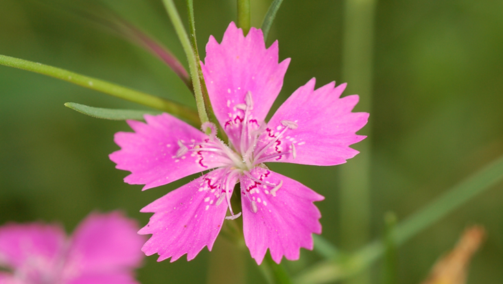 Actinomorphic flower in Dianthus deltoides Photo of an actinomorphic flower in Dianthus deltoides