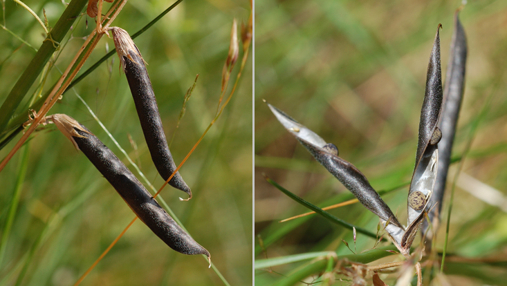 Legumes of Vicia sativa: mature but still closed (left); dehisced (right) Photos of the legume of Vicia sativa: mature but still closed (left); dehisced (right)