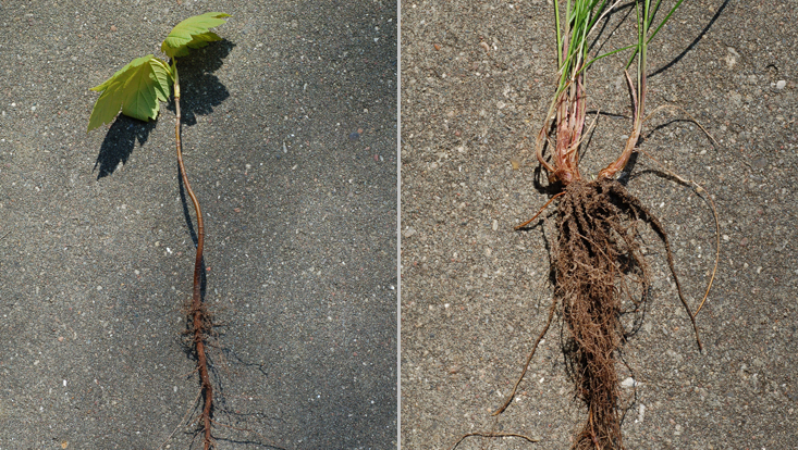 Root systems: allorhizal (left) and homorhizal (right) Photos of root systems: allorhizal (left) and homorhizal (right)
