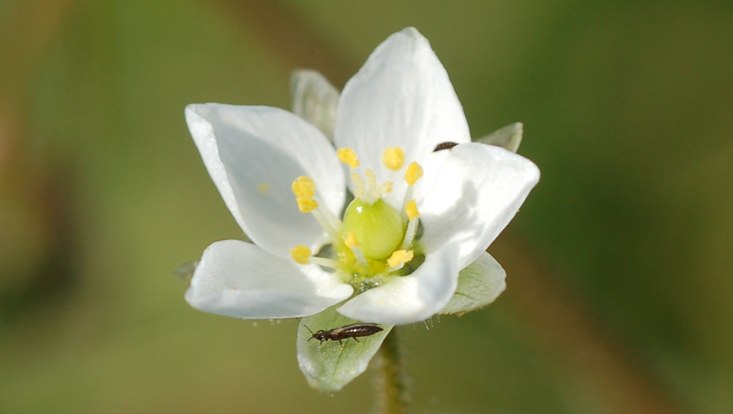 Flower of Spergula arvensis, perianth consisting of calyx and corolla Photo of a flower of Spergula arvensis, with double perianth, consisting of calyx and corolla
