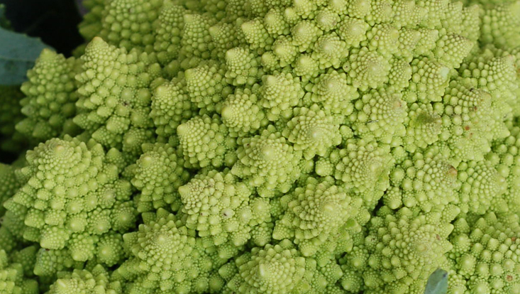 Perfect spirals in Romanesco cabbage Photo of the perfect spirals in Romanesco cabbage