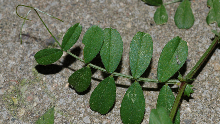 Pinnate leaf of a vetch (Vicia spec.), with tendrils Photo of a pinnate leaf of a vetch (Vicia spec.), with tendrils