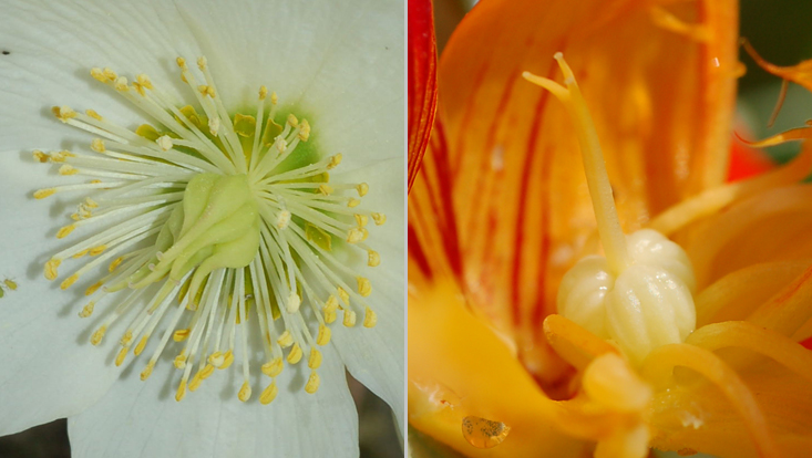 Gynoecia: choricarpous (Helleborus niger, left); coenocarpous (Tropaeolum majus, right) Photos of different gynoecia: choricarpous (Helleborus niger, left); coenocarpous (Tropaeolum majus, right)