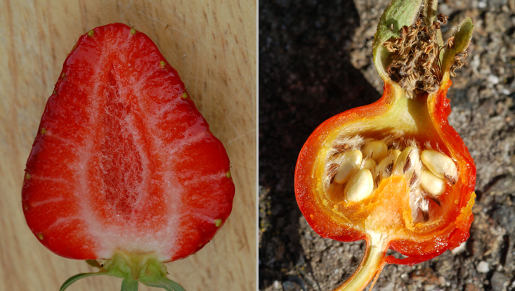 Fleshy fruits with nutlets: strawberry (left); hip of Japanese rose (right) Photos of fleshy fruits with nutlets: strawberry (Fragaria x ananassa, left); hip of Japanese rose (Rosa rugosa, right)