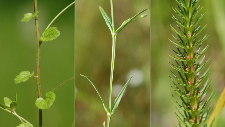 Basic types of leaf arrangement: alternate, opposite and verticillate Photos of the three basic types of leaf arrangement: alternate (Veronica filiformis, left); opposite (Stellaria graminea, center); verticillate (Hippuris vulgaris, right)