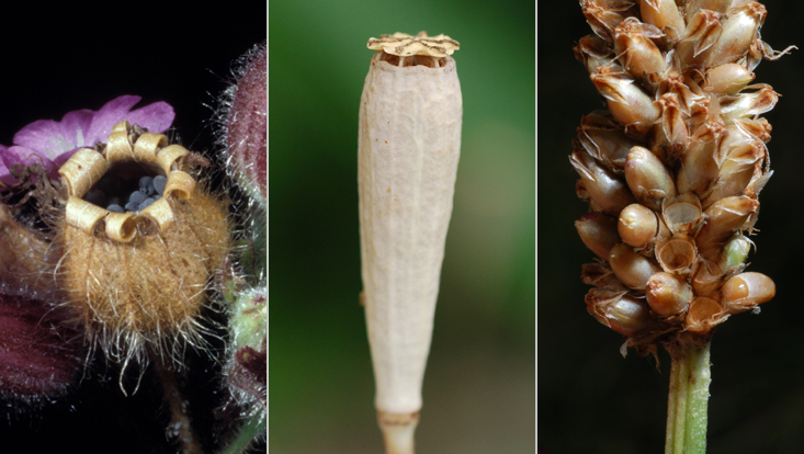 Capsules with special types of dehiscence: by teeth (left); poricidal (center); operculate (right) Photos of capsules with special types of dehiscence: valvate by teeth in Silene dioica (left); poricidal in Papaver dubium (center); operculate in Plantago lanceolata (right)