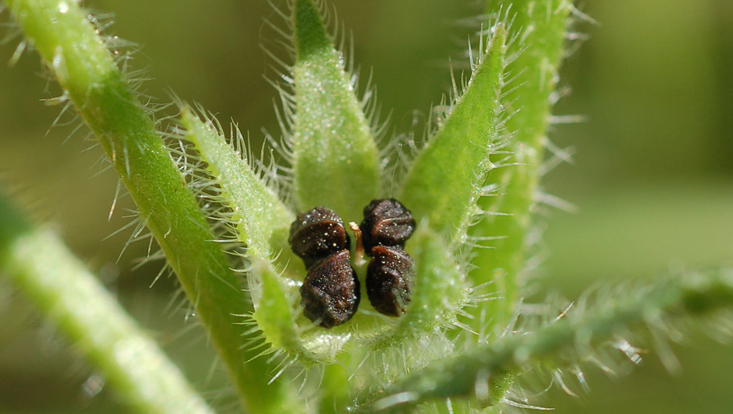Fruit (schizocarp) of Anchusa arvensis Photo of a fruit (schizocarp) of Anchusa arvensis