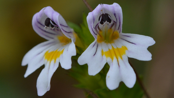 Zygomorphic flowers in Euphrasia officinalis Photo of zygomorphic flowers in Euphrasia officinalis