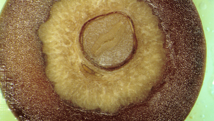 Cross section of an olive (Olea europaea) Photo of a cross section of an olive (Olea europaea), a drupe formed from two carpels