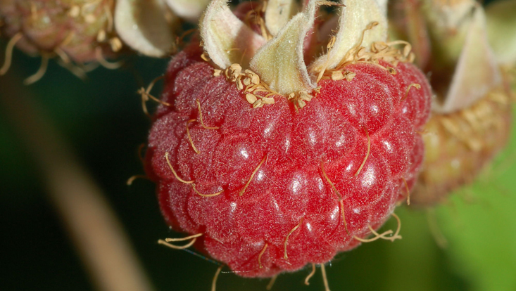 Fruit consisting of drupelets in raspberry (Rubus idaeus) Photo of a fruit consisting of drupelets in raspberry (Rubus idaeus)