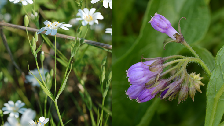 Cymose inflorescences: dichasium (Stellaria holostea, left); scorpioid cyme (Symphytum officinale, right) Photos of cymose inflorescences: dichasium (Stellaria holostea, left); scorpioid cyme (Symphytum officinale, right)