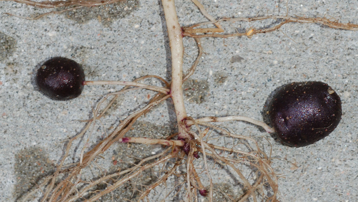 Sprossknollen (Ausläuferknollen) der Kartoffel (Solanum tuberosum) Photo of stolons with tubers in Solanum tuberosum