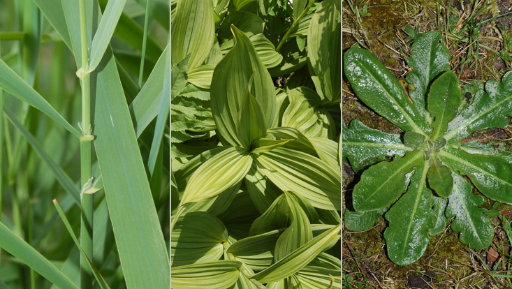 Special cases of alternate leaf arrangement: distichous (left); tristichous (center); spiral (right) Photos of special cases of alternate leaf arrangement: distichous in Phalaris arundinacea (left); tristichous in Ceratrum album (center); spiral (3/8) in Hypochaeris radicata (right)