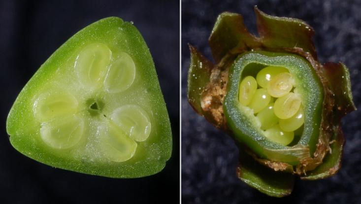 Placentation types in coenocarpous gynoecia: axile (Tulipa gesneriana, left); parietal (Menyanthes trifoliata, right) Photos of placentation types in coenocarpous gynoecia: axile (Tulipa gesneriana, left); parietal (Menyanthes trifoliata, right)