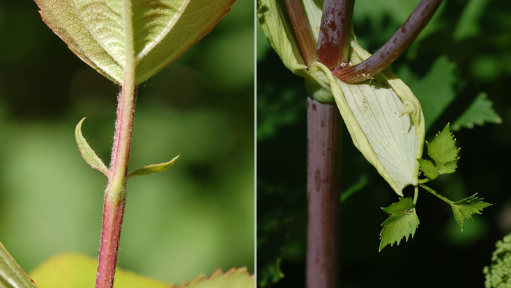 Structures of the leaf base: stipules in Malus spec. (left); leaf sheath in Angelica archangelica (right) Photos of structures of the leaf base: stipules in Malus spec. (left); leaf sheath in Angelica archangelica (right)
