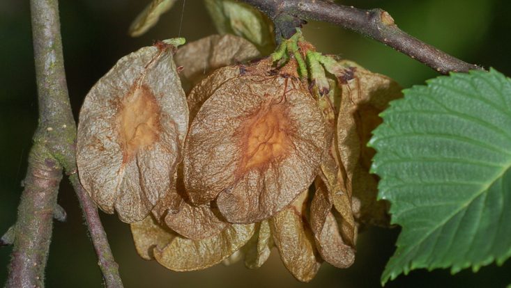 Fruits (samaras) of Ulmus glabra Photos of the fruits (samaras) of Ulmus glabra