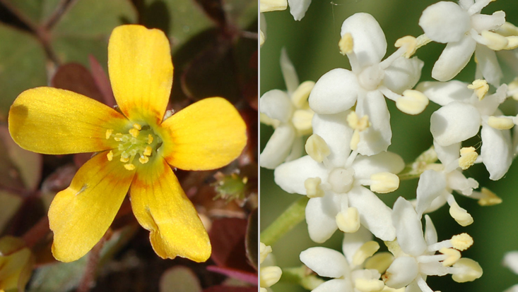 Diplostemonous androecium (Oxalis corniculata, left) and haplostemonous androecium (Sambucus nigra) Photos of flowers with diplostemonous androecium (Oxalis corniculata, left) and with haplostemonous androecium (Sambucus nigra, right)