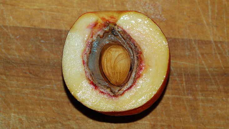 Peach (Prunus persica), longitudinal section Photo of a peach (Prunus persica), longitudinal section, as example of a drupe
